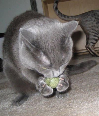 Pawbreakers Catnip Ball